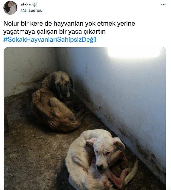 Bu açıklamanın ardından da sosyal medyada tepkiler çığ gibi büyüdü. Kullanıcılar, belediye barınaklarının koşullarının köpekler için uygun olmadığını #SokakHayvanlarıSahipsizDeğil etiketiyle dile getirdi.