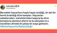Ölüm Kampı! Erdoğan'ın Barınak Açıklamasının Ardından Hayvanseverler Twitter'da İsyan Etti