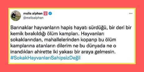 Ölüm Kampı! Erdoğan'ın Barınak Açıklamasının Ardından Hayvanseverler Twitter'da İsyan Etti