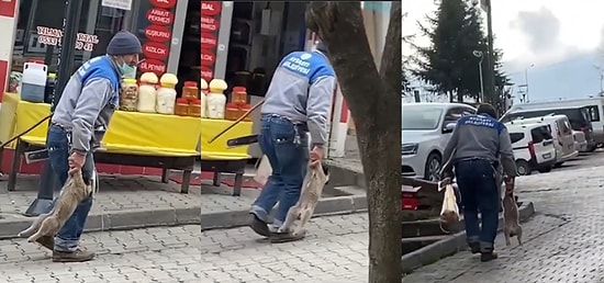 Belediye İşçisi Tarafından Ayaklarından Tutularak Bilinmeyen Bir Yere Götürülen Yavru Köpekten Hala Haber Yok