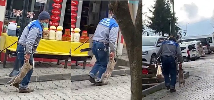 Belediye İşçisi Tarafından Ayaklarından Tutularak Bilinmeyen Bir Yere Götürülen Yavru Köpekten Hala Haber Yok