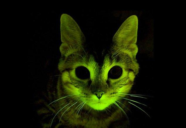 İkili, en mantıklı hareketin radyoaktif maddeye yaklaştığında renk değiştiren “radyasyon kedileri” yetiştirmek olduğuna inanıyor.