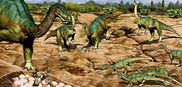 4. Yaşlı ve genç dinozorların aynı sürülerde yaşamını sürdürdüğü tespit edildi.