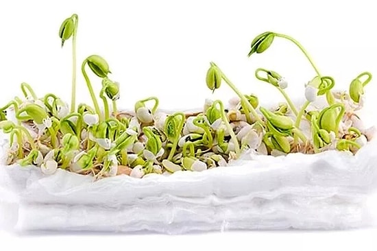 Pamukta Fasulye Nasıl ve Kaç Günde Bir Sulanır?