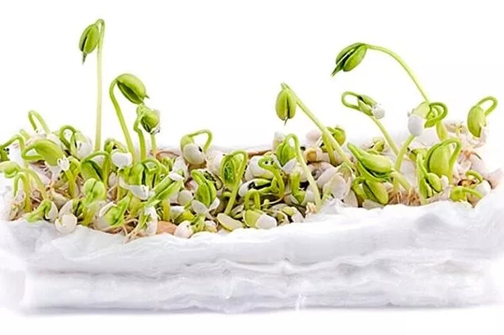 Pamukta Fasulye Nasıl ve Kaç Günde Bir Sulanır?