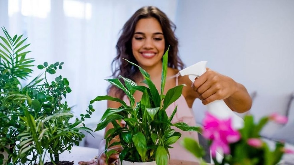 Salon Çiçeklerini Canlandıran Karışım Nasıl Yapılır? İşte Salon Çiçeğine İyi Gelecek O Yöntem...