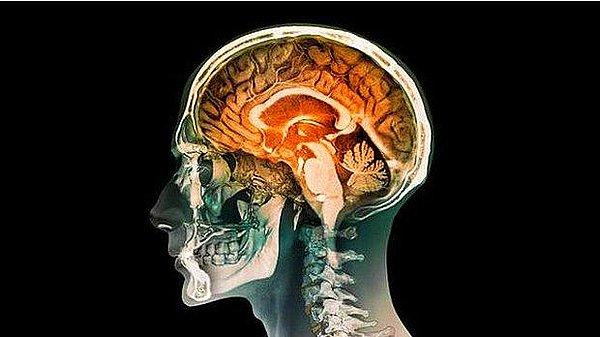 22. Beynin sol tarafı vücudun sağ tarafını kontrol ederken beynin sağ tarafı da vücudun sol tarafını kontrol eder.