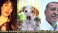 Tuğba Ekinci Cumhurbaşkanı Erdoğan'a Gündem Olan Sokak Hayvanları Kararı Hakkında Çağrıda Bulundu