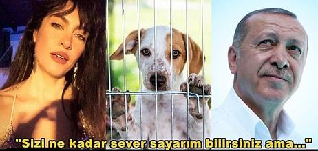 Tuğba Ekinci Cumhurbaşkanı Erdoğan'a Gündem Olan Sokak Hayvanları Kararı Hakkında Çağrıda Bulundu