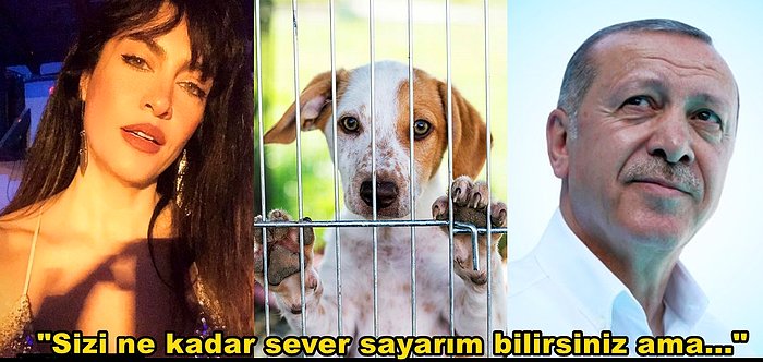 Tuğba Ekinci Cumhurbaşkanı Erdoğan'a Gündem Olan Sokak Hayvanları Kararı Hakkında Çağrıda Bulundu