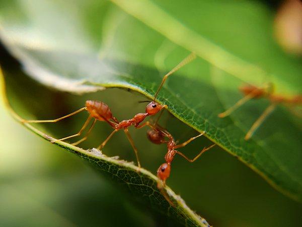 'Journal of Biomechanics' araştırmacılarının bulduklarına göre, yaygın bir Amerikan arazi karıncası kendi ağırlığının 5 bin kat üstünü taşıma becerisine sahip.