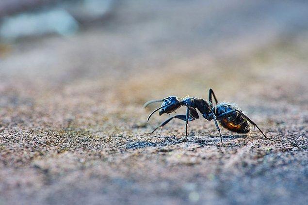 Mühendisler, karıncaların ağırlık kaldırma becerisini edinebilecek robotlar geliştirebilmek için bu konuyla daha yakından ilgileniyor.
