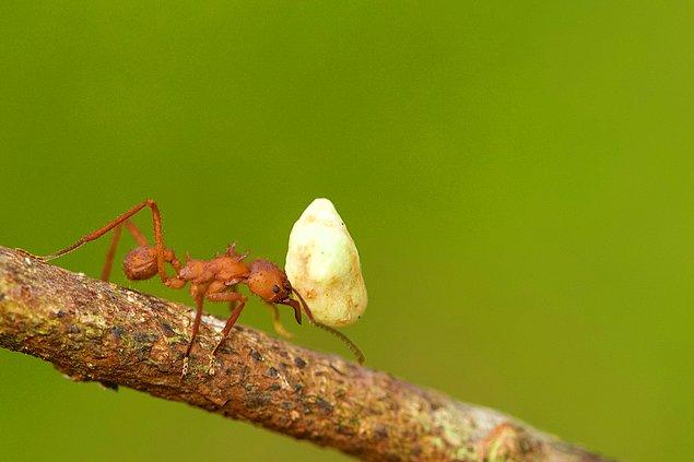 Ancak, bu çalışma özel birkaç tür üzerinde gerçekleştirilmiş ve kaldırma yükü ile bildiğimiz özel karıncalar değil; ortalama karıncalar.
