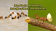 Boyundan Büyük İşlere Kalkışan Karıncalar Kendi Ağırlığının Kat Kat Fazlasını Nasıl Taşıyor?