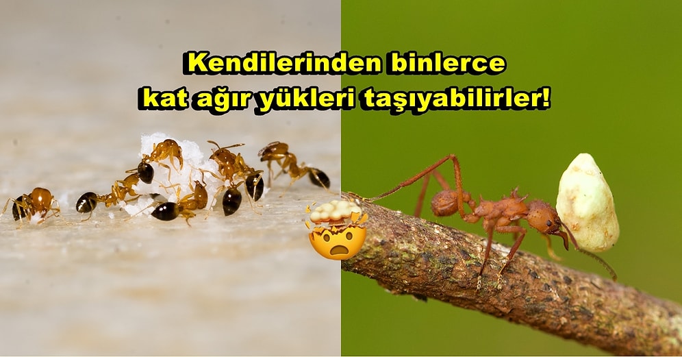 Boyundan Büyük İşlere Kalkışan Karıncalar Kendi Ağırlığının Kat Kat Fazlasını Nasıl Taşıyor?