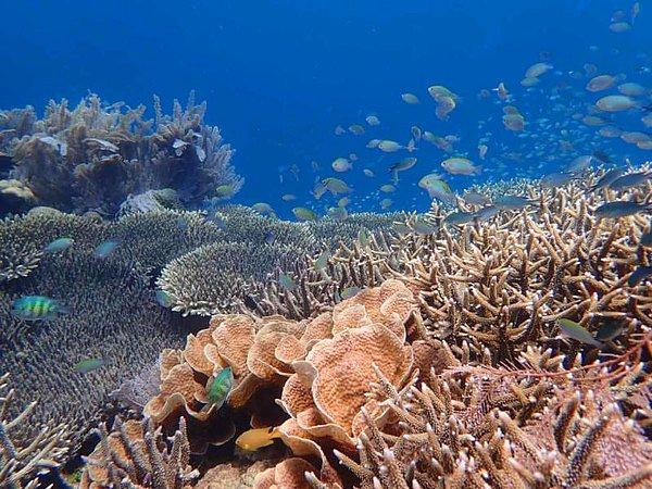 Endonezya'da bulunan balıkçıların, balıkları sersemletmek için kullandığı patlayıcılar resifin harap olmasına neden oldu.