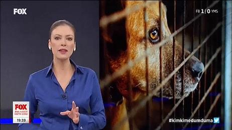 Fox Haber Spikeri Gulbin Tosun Sokak Hayvanları Konusunu Çok Güzel Özetledi: Habercilik Ölmemiş!