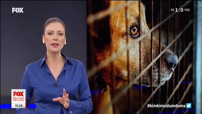 Fox Haber Spikeri Gulbin Tosun Sokak Hayvanları Konusunu Çok Güzel Özetledi: Habercilik Ölmemiş!