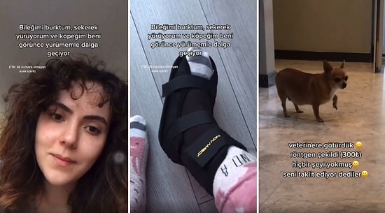 Bileği Burkulduğu İçin Sekerek Yürüyen İnsan Dostunu Taklit Eden Köpek