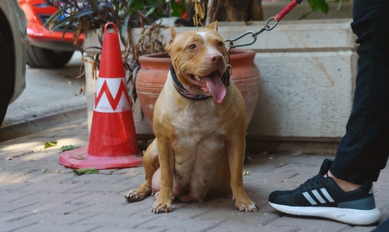 Tehlikeli Köpek Irklarına Sahip Olanlar İçin Son Tarih Belli Oldu