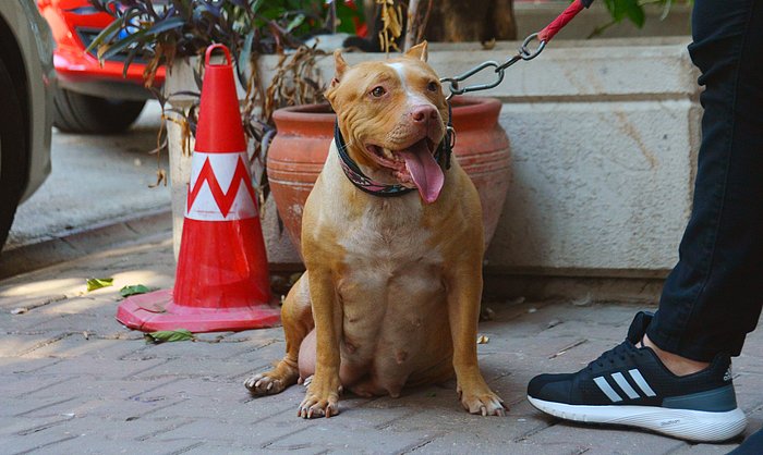 Tehlikeli Köpek Irklarına Sahip Olanlar İçin Son Tarih Belli Oldu