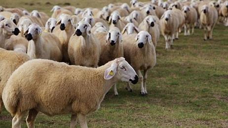 Çobandan İlginç Bir Ödeme: Cinsel İlişki Karşılığında Sürüden 3 Koyun Verdi