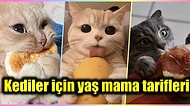 Kedi Sahipleri Buraya: Evde Kediniz İçin Hazırlayabileceğiniz Birbirinden Besleyici Yaş Mama Tarifleri