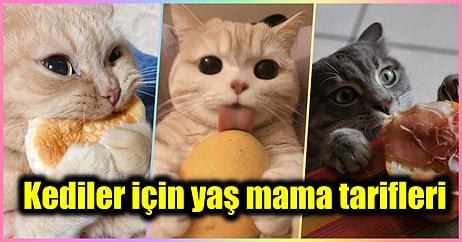 Kedi Sahipleri Buraya: Evde Kediniz İçin Hazırlayabileceğiniz Birbirinden Besleyici Yaş Mama Tarifleri