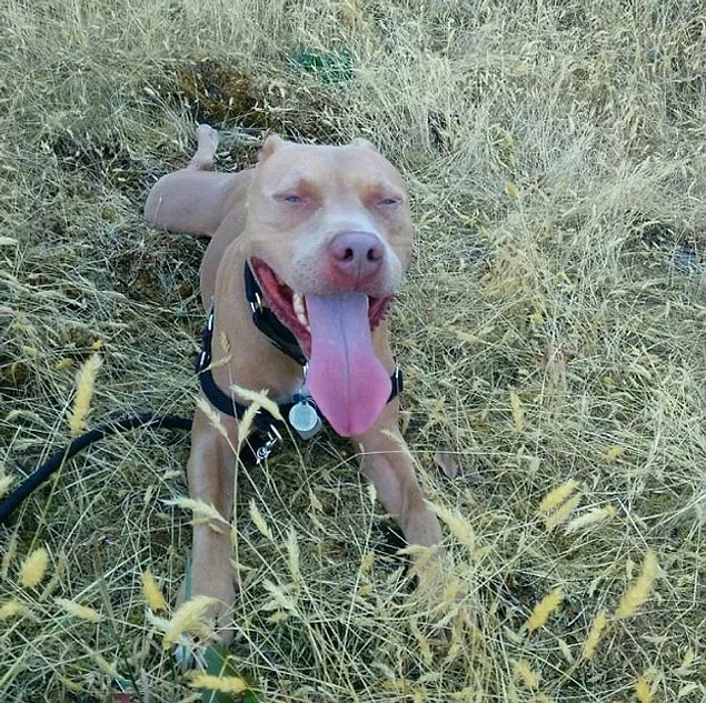 TBMM’de geçtiğimiz günlerde kabul edilen yasaya göre, bazı köpek ırkları ile ilgili yasaklar alınmıştı. Tehlikeli köpek ırklarını besleyen vatandaşlar, 14 Ocak’a kadar veteriner kliniklerinde köpeklerini kısırlaştırılacak ve mikroçip taktıracak. Bu kurala uymayan köpek sahiplerine, 11 bin lira para cezası verilecek.