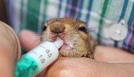Dipçik Gibiler: Hayvanlar Aleminde Alkol Bir Tek Hamsterları Çarpmıyor!