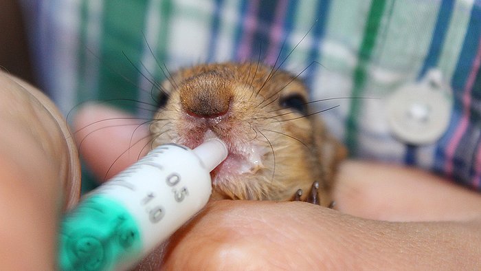 Dipçik Gibiler: Hayvanlar Aleminde Alkol Bir Tek Hamsterları Çarpmıyor!