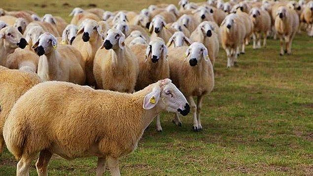 9. Eskişehir’de fuhuş amacıyla birlikte olduğu çobanın sürüsünden 3 koyunu alarak ayrılan kadın, hayvanların asıl sahibinin şikayeti üzerine kısa sürede yakalandı.