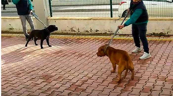 Gaziantep'teki Pitbull Saldırısında 2 Kişi Daha Tutuklandı