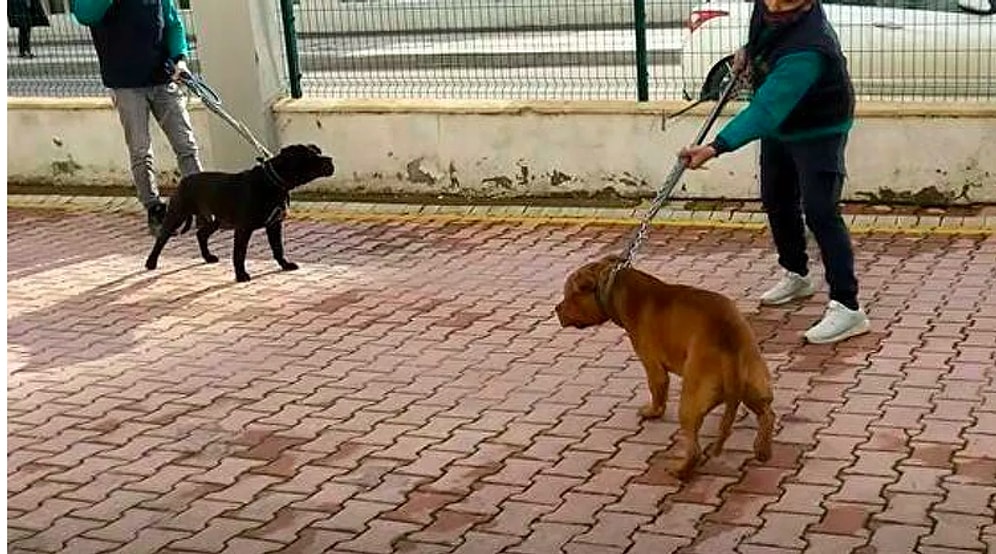 Gaziantep'teki Pitbull Saldırısında 2 Kişi Daha Tutuklandı
