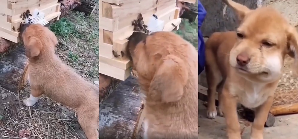 Başa Ne Gelirse Meraktan Gelirmiş: Arı Kovanını Kurcalayan Meraklı Yavru Köpeğin Sonu Kötü Biten Tecrübesi