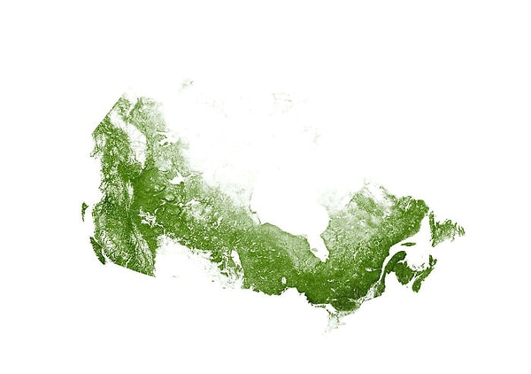 12. Канада и ее деревья