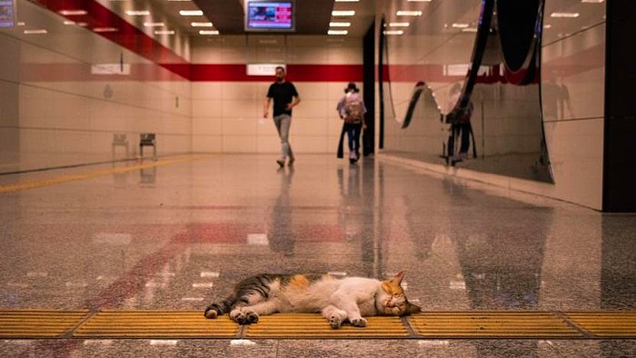 İstanbul'da 1 Ocak'ta Toplu Ulaşım Ücretsiz