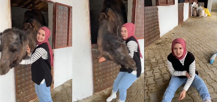 Gülmemeliyiz! Fotoğraf Çekinmek İstediği Deve Tarafından Bir Anda Kendini Yerde Bulan Kadın