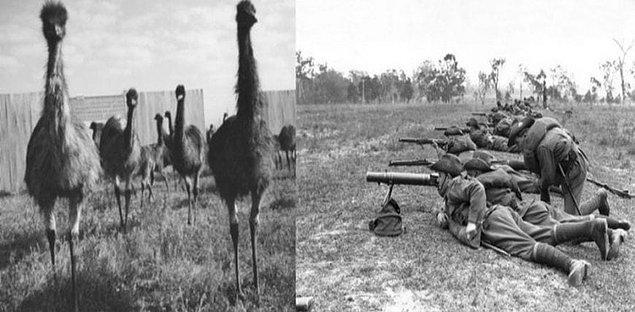 3. Avustralya'da 1932 yılında 'Büyük Emu Savaşı' ismi verilen savaşta askerlerin, halk için tehlike oluşturan 20 bin deve kuşuna karşı makineli silahlarla saldırması ve savaşı kaybetmeleri...