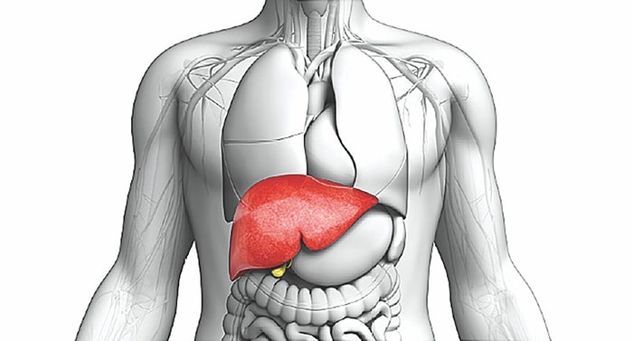 Karaciğer Yetersizliği Nedir, Belirtileri Nelerdir? Karaciğer Yetmezliği Nasıl Tedavi Edilir?