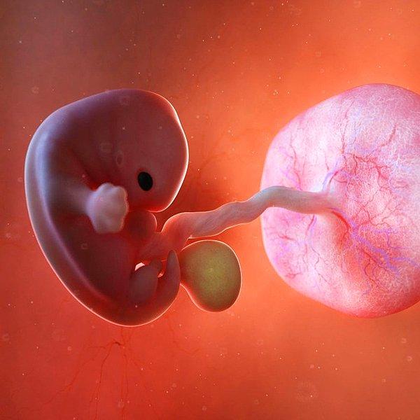 Bilim insanları 'cinsiyetler savaşının' aslında anne ve babanın genlerinin bir fetüsün ne kadar besin alması gerektiği konusunda savaşmasıyla anne karnında başladığını keşfetti.