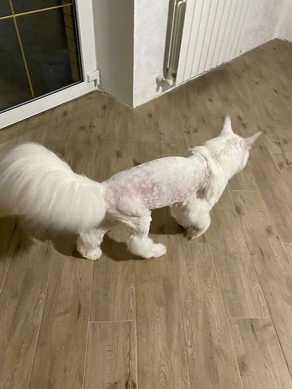 По словам хозяйки Юлии, Кефир - ласковый кот. Он сразу отказался от сухого корма для кошек и стал кушать только мясо и натуральные корма.