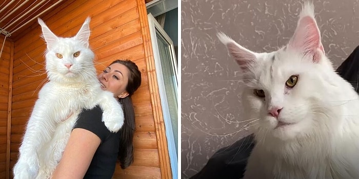 Девушка купила котика на рынке, который через год вырос с размера настоящей собаки