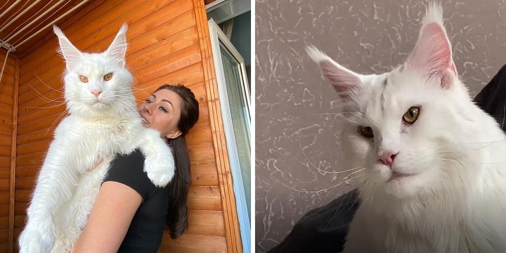 Девушка купила котика на рынке, который через год вырос с размера настоящей собаки