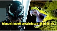 İnsanların da En Az Zehirli Yılanlar Kadar Tehlikeli Olabileceğini Biliyor muydunuz?