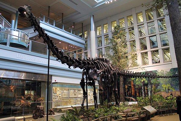 Yaşamış en uzun hayvanlardan biri olan Diplodocus'un ayak izine erişmek bilim dünyasında son derece ciddi bir haber.