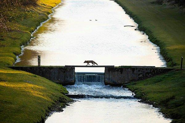 13. "Fox Crossing The Bridge" - Andius Teijgeler