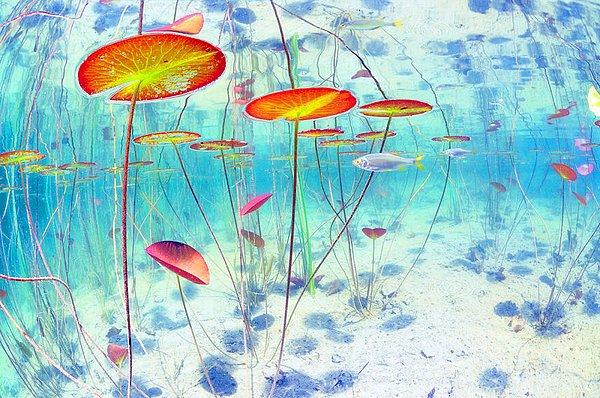 15. "Water Lilies Marvelous World" - Gaël Modrak