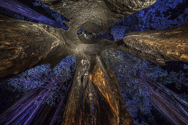 21. "Inside A Sequoia" - Uge Fuertes