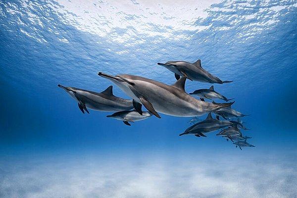 25. "Dolphins Home" - Dmitry Kokh